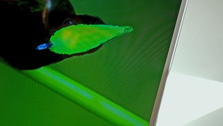 <strong>green bird</strong> &nbsp;&nbsp;&nbsp;60 x 34 cm&nbsp;&nbsp;&nbsp;foto print on alu dibond under acryl 